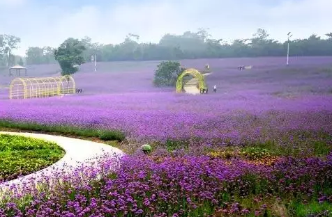 心悦岛在哪里 心悦岛文化休闲公园门票 心悦岛在哪里 心悦岛文化休闲公园门票
