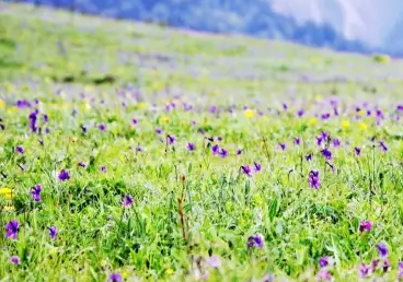 茂县九鼎山露营怎么样 茂县九鼎山门票是多少 茂县九鼎山露营怎么样 茂县九鼎山门票是多少