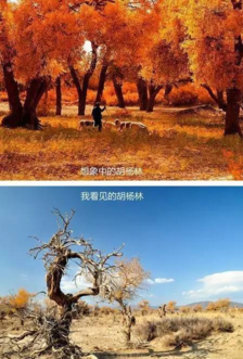 去哪里看胡杨林 去新疆看胡杨林攻略 去哪里看胡杨林 去新疆看胡杨林攻略