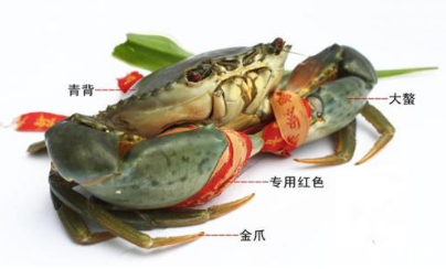青蟹哪里最有名 怎么挑选青蟹 青蟹哪里最有名 怎么挑选青蟹